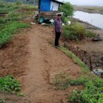 Muara Tak Dikeruk, Petambak Kukue Terus Dibayangi Banjir