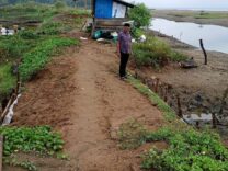 Muara Tak Dikeruk, Petambak Kukue Terus Dibayangi Banjir