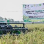 Lahan Pertanian Pulih, Petani Aceh Tamiang Mulai Panen Padi Lagi