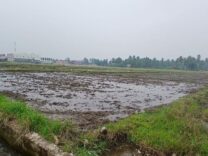 27 Hektare Sawah Bekas Banjir di Cot Tarom Baroh Mulai Digarap