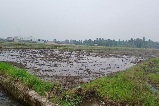 27 Hektare Sawah Bekas Banjir di Cot Tarom Baroh Mulai Digarap