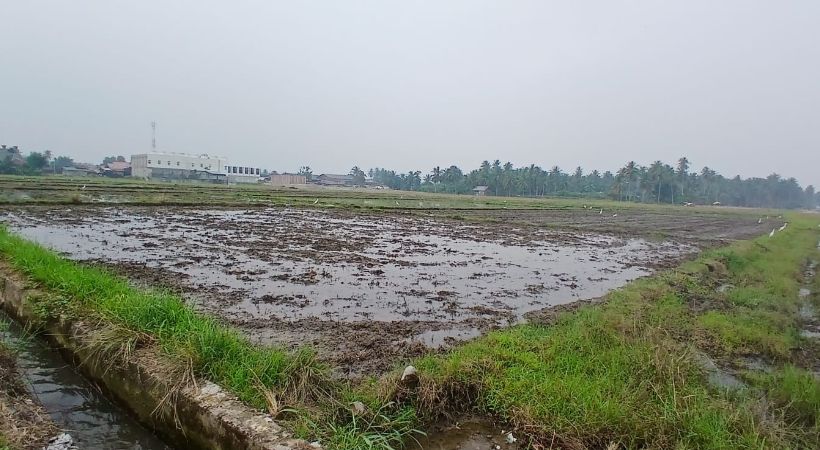 27 Hektare Sawah Bekas Banjir di Cot Tarom Baroh Mulai Digarap