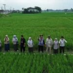 3.636 Hektare Sawah Terdampak Banjir di Bireuen Sudah Ditangani