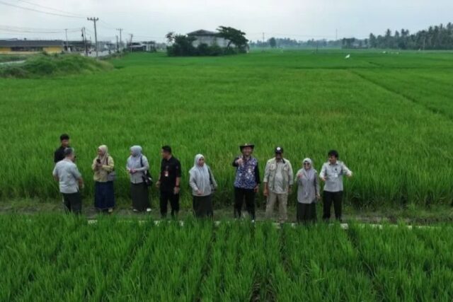 3.636 Hektare Sawah Terdampak Banjir di Bireuen Sudah Ditangani