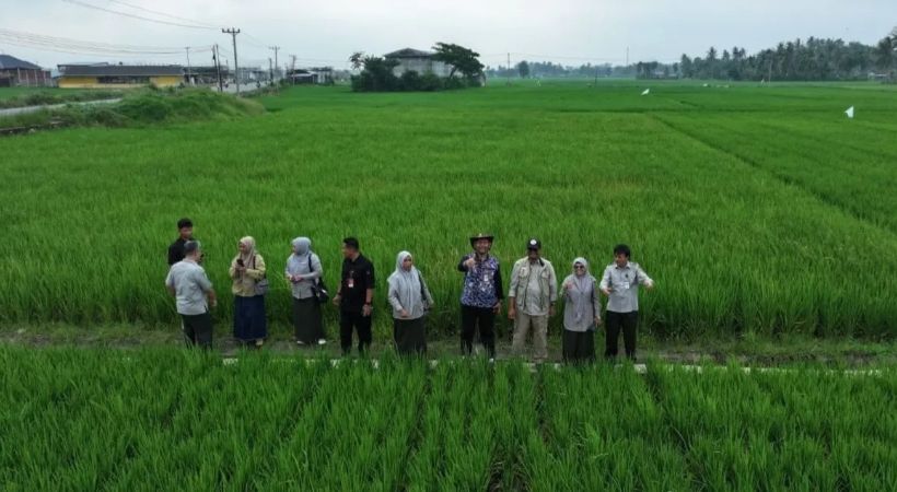 3.636 Hektare Sawah Terdampak Banjir di Bireuen Sudah Ditangani